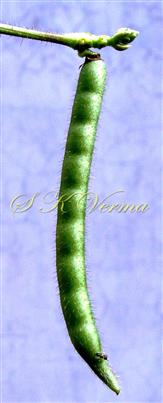  Legume